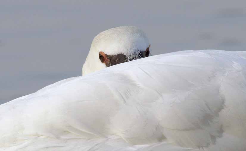 Cigno reale - Cygnus olor  &  Cigno nero - Cygnus atratus